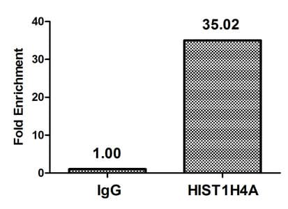 HIST1H4I Antibody