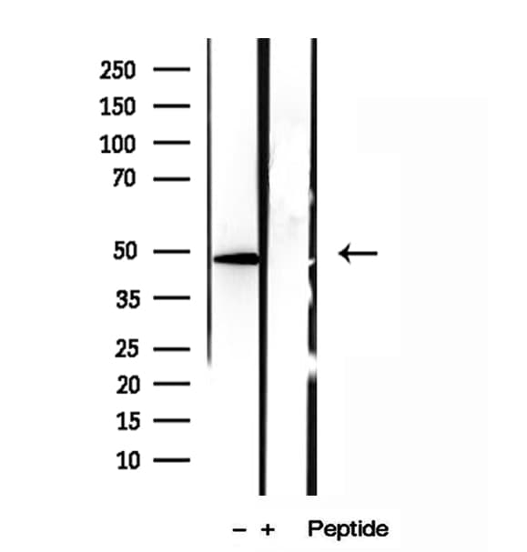 MIEF1 / SMCR7L Antibody