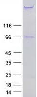 Human NES / Nestin Protein (Recombinant Myc-DDK (Flag))