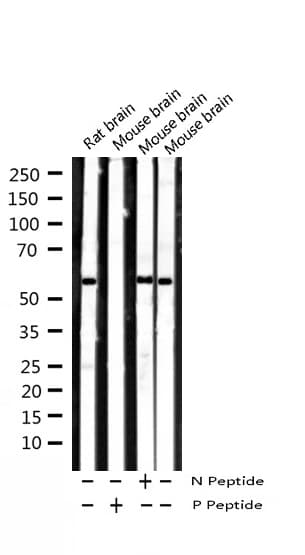 SMAD2 Antibody (phospho-Ser467)