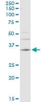 Monoclonal Mouse anti-Human CA4 / Carbonic Anhydrase IV Antibody (clone 4G6, WB)