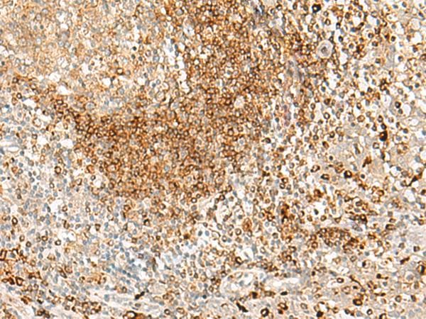 HLA-DPA1 Antibody
