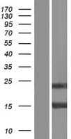 LGALS7 / Galectin 7 Protein (Over-Expression Lysate Myc-DDK (Flag))