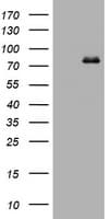 POLI Antibody (clone OTI4C12)