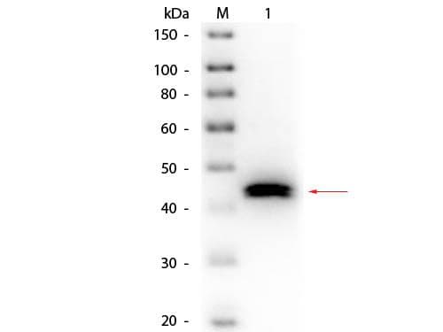 Polyclonal Goat anti-Pig Pepsin Antibody (Lyophilized, Biotin, IHC, WB)