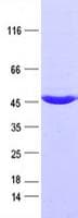 Human IDH2 Protein (Recombinant His,C-terminus)
