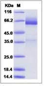 Mouse GPC3 / Glypican 3 Protein (Recombinant His,C-terminus)