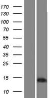 BEX4 Protein (Over-Expression Lysate Myc-DDK (Flag))