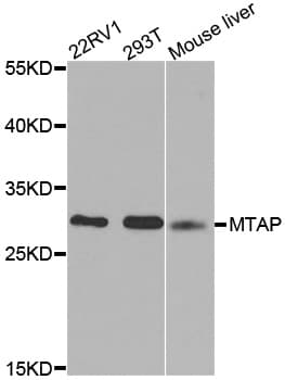 MTAP Antibody