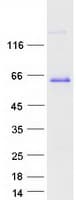 Human Paralemmin / PALM Protein (Recombinant Myc-DDK (Flag))