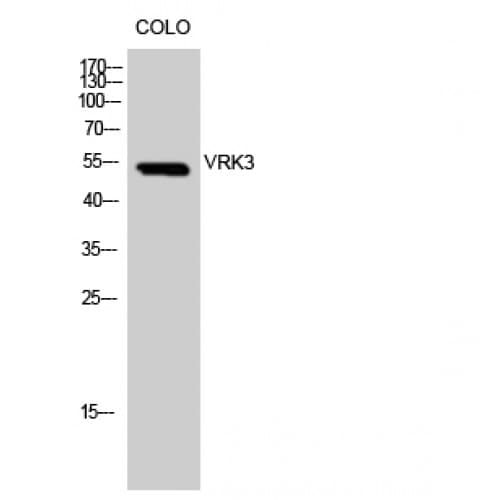 VRK3 Antibody (Internal)