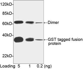 GST / Glutathione S-Transferase Antibody (clone 2F10B9, Biotin)