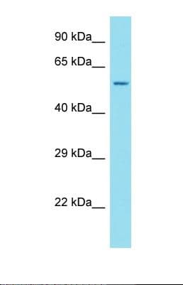 ANKRD34C Antibody (aa40-89)
