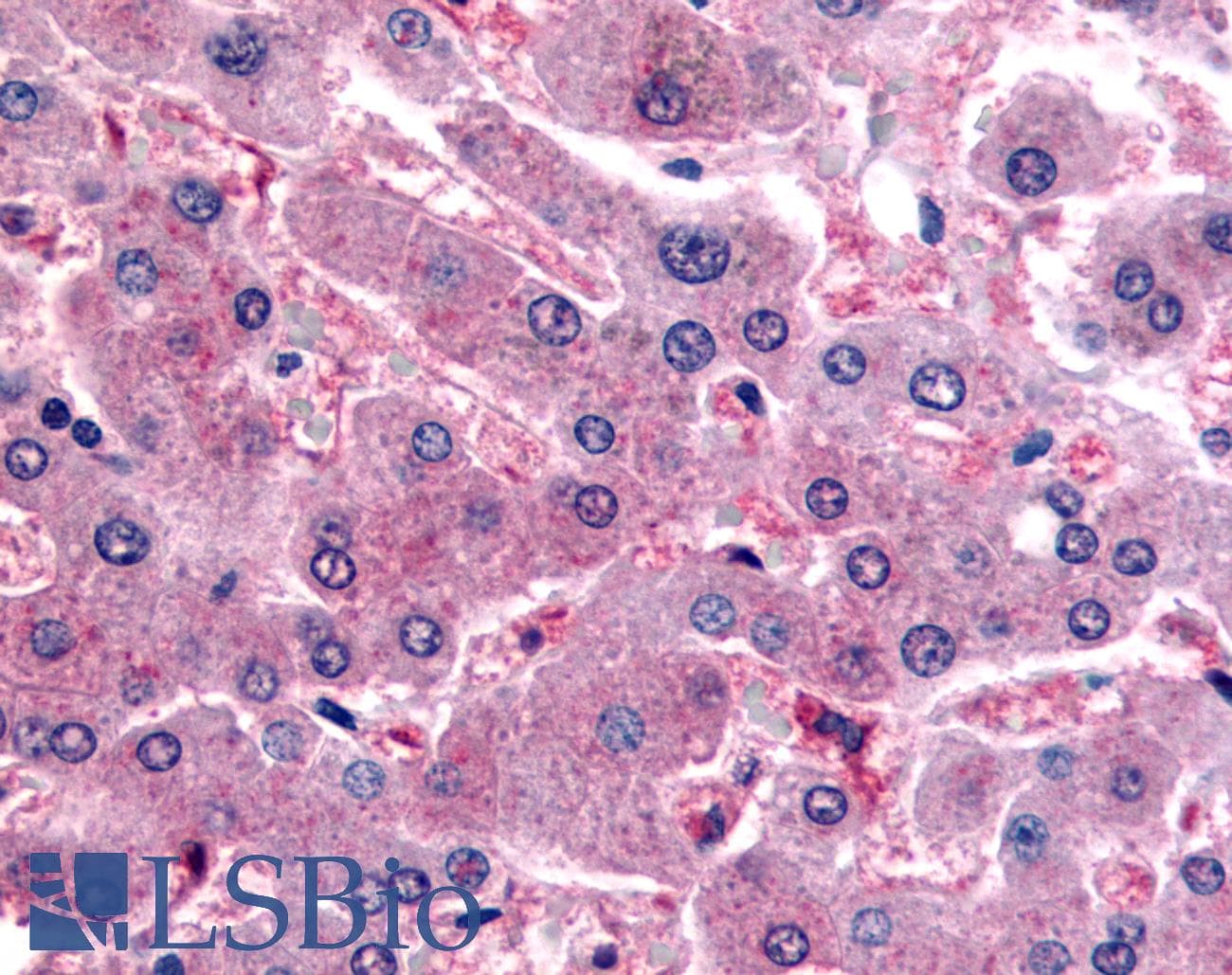 IHC-plus™ DPP9 Antibody (N-Terminus)