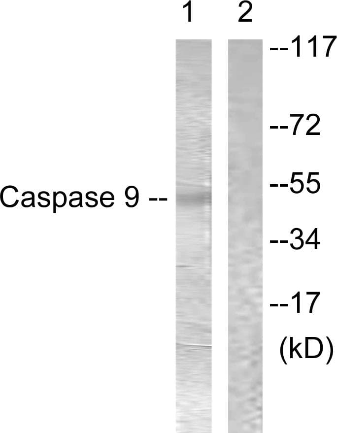 CASP9 / Caspase 9 Antibody (p196)