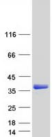 Human HES1 / HES-1 Protein (Recombinant Myc-DDK (Flag))