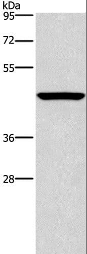 CPA2 Antibody