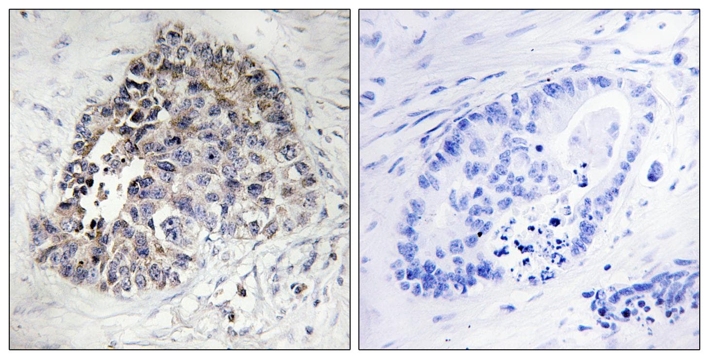 CYP2S1 Antibody