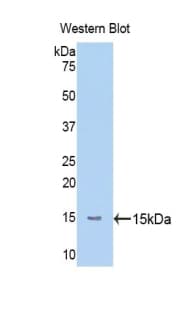 MASP2 / MASP-2 Antibody (aa170-287, Biotin)