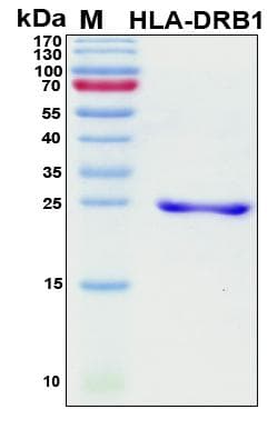 Human HLA-DRB1 Protein (Recombinant His, N-Terminal)