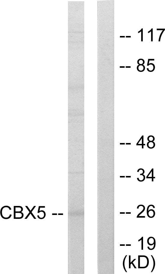 Polyclonal Rabbit anti-Human CBX5 / HP1 Alpha Antibody (WB)