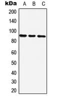 Polyclonal Rabbit anti-Human ZNF25 Antibody (C-Terminus, WB)