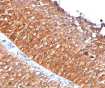 Monoclonal Mouse anti-Human Mitochondria Antibody (clone MTC719, Ready-to-Use, IHC, IF, WB)