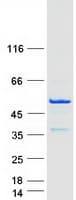 Human TEX9 Protein (Recombinant Myc-DDK (Flag))