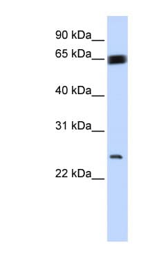 BTEB / KLF9 Antibody (N-Terminus)