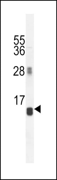 AVPI1 Antibody (aa56-83)