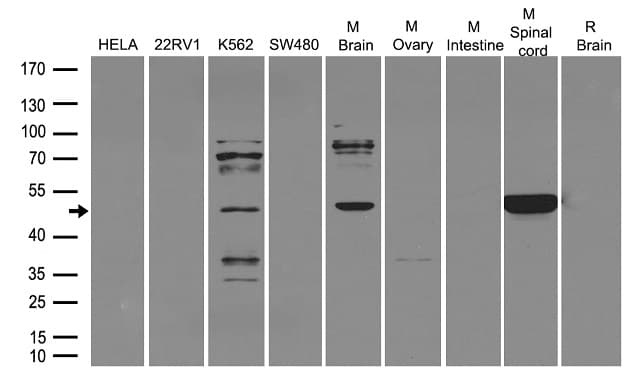 ADRA2A Antibody