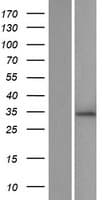 ZNF146 Protein (Over-Expression Lysate Myc-DDK (Flag))