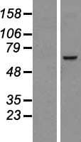 NDC1 / TMEM48 Protein (Over-Expression Lysate Myc-DDK (Flag))