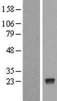 NUDT4 Protein (Over-Expression Lysate Myc-DDK (Flag))