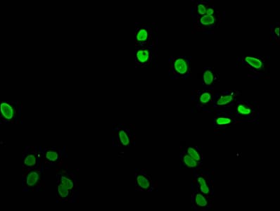 HIST1H1C Antibody