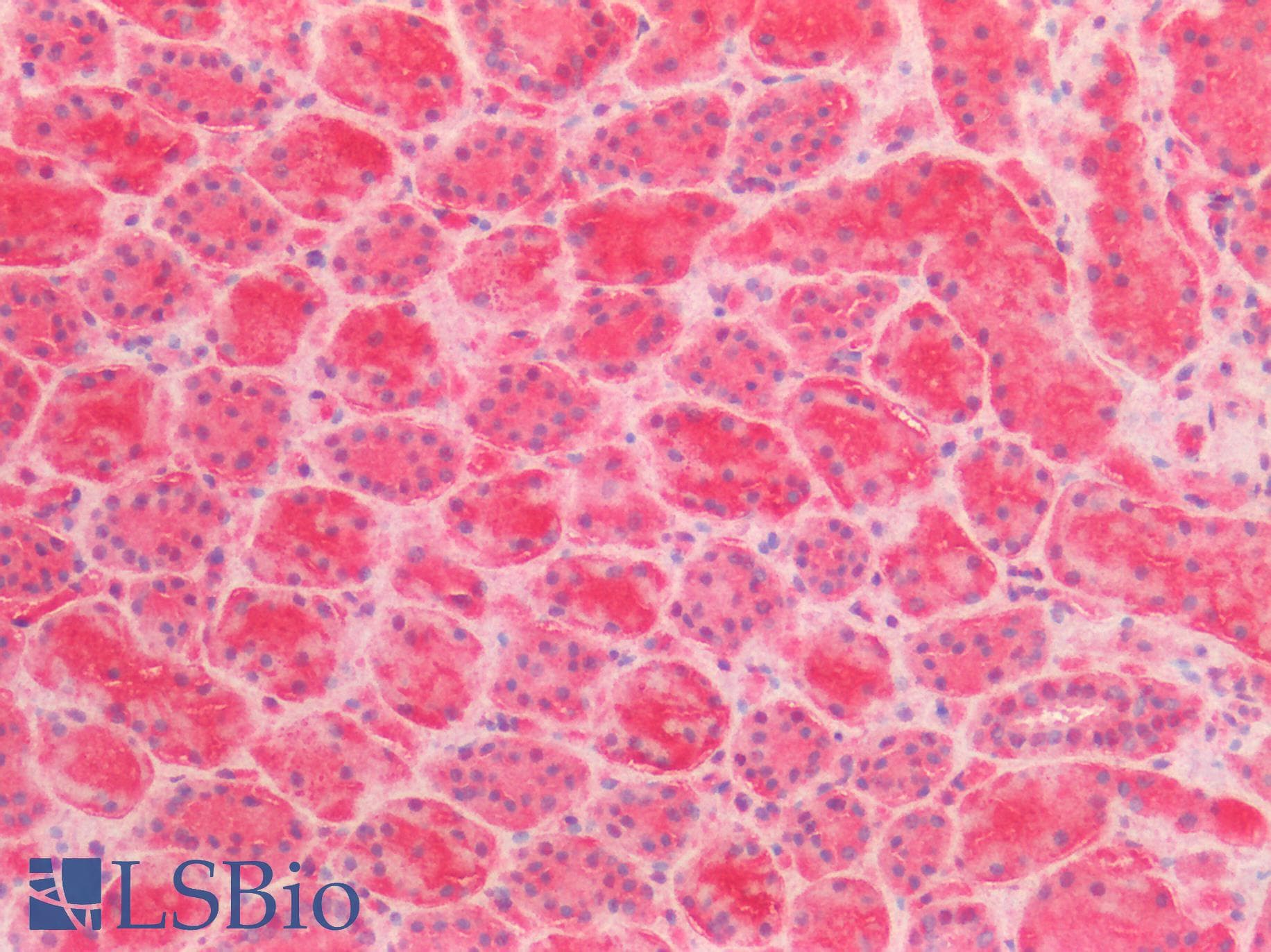 IHC-plus™ AMACR / P504S Antibody (aa312-326)