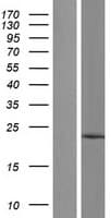 TMCO1 Protein (Over-Expression Lysate Myc-DDK (Flag))