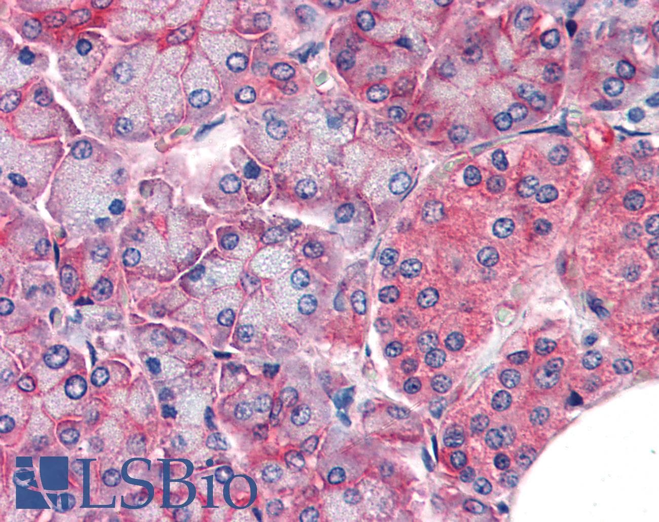 IHC-plus™ CLDN14 / Claudin 14 Antibody (aa227-239)