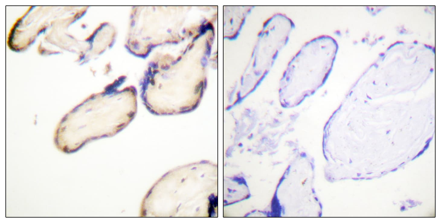 CDC37 Antibody (phospho-Ser13)