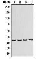 P2RX1 / P2X1 Antibody (Internal)