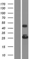 GRPEL2 Protein (Over-Expression Lysate Myc-DDK (Flag))
