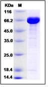 E. coli BirA Protein (Recombinant)