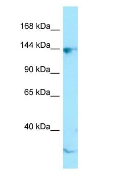 CTR9 Antibody (aa1055-1104)