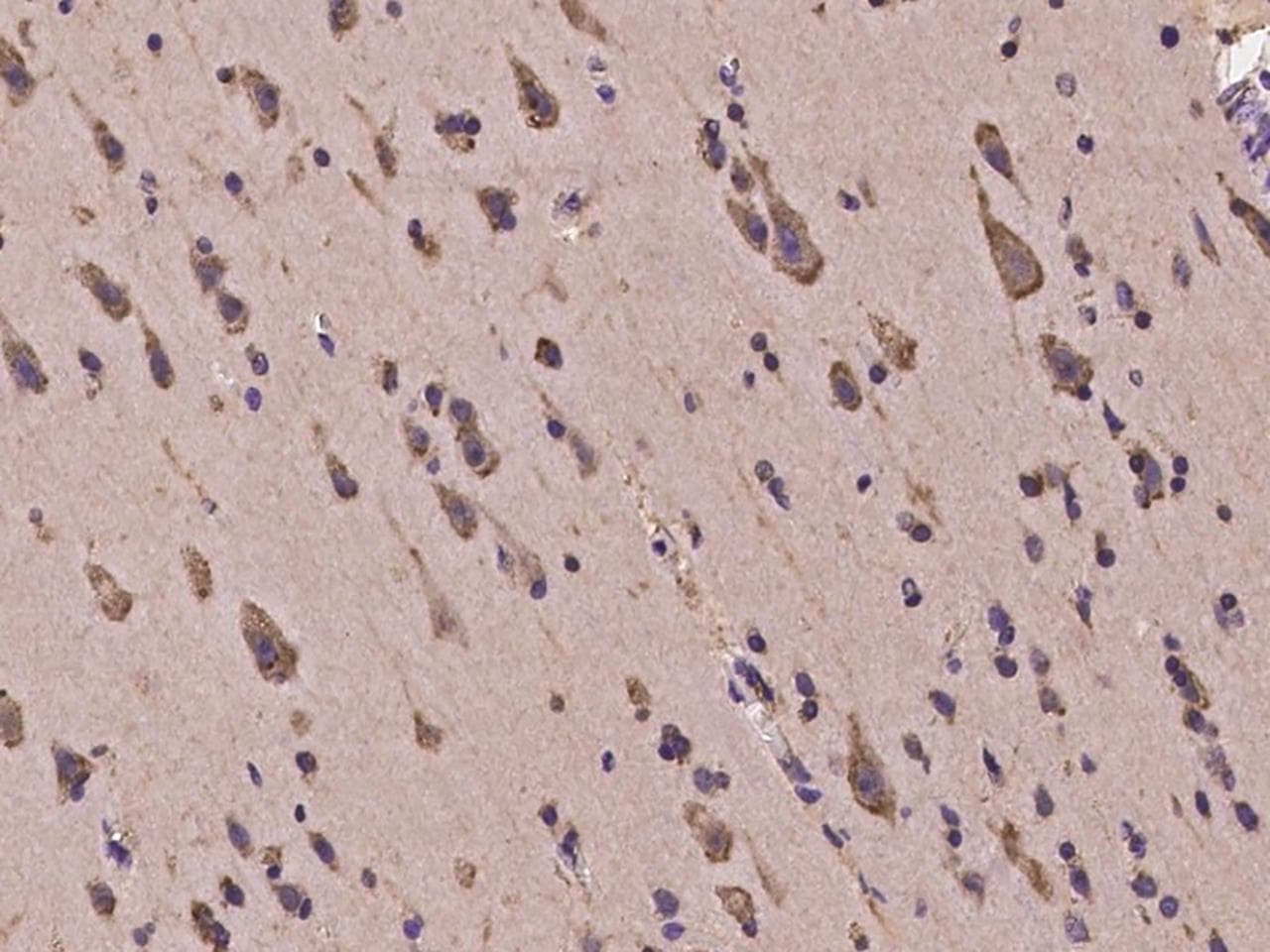HERC2 Antibody