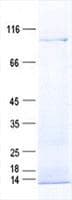 Human COPG2 Protein (Recombinant His, N-Terminal)