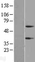 PI16 Protein (Over-Expression Lysate Myc-DDK (Flag))