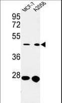 CDC37 Antibody (aa116-144)