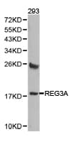 Polyclonal Rabbit anti-Human REG3A Antibody (IHC, WB)
