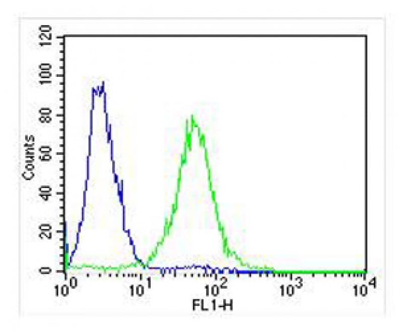 AK2 / Adenylate Kinase 2 Antibody (aa3-39)