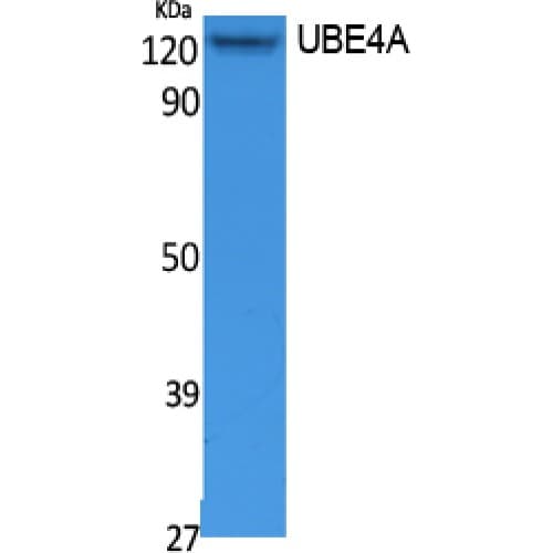 E4 / UBE4A Antibody (N-Terminal)